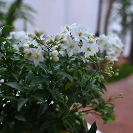 Niche Boutique 4* ティラナ