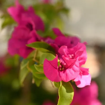 Niche Boutique ホテル 4*