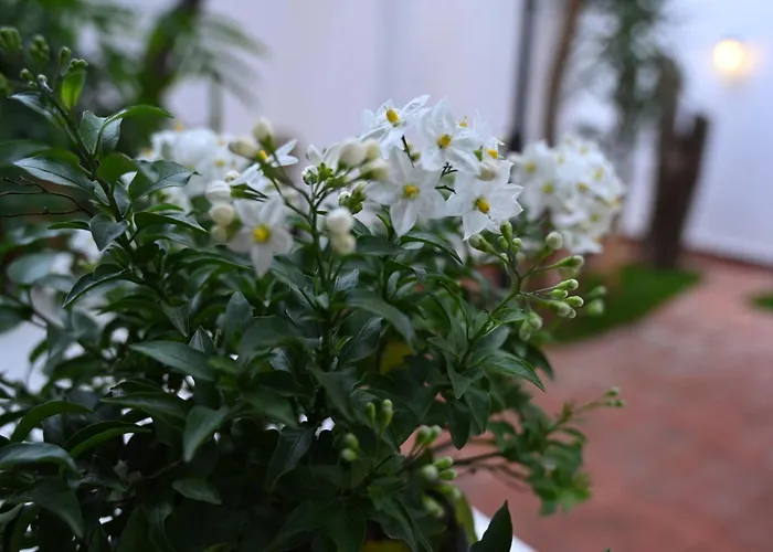 Niche Boutique 4* 地拉那